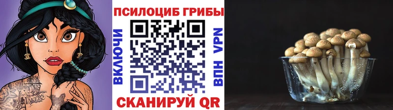 сколько стоит  Цивильск  Псилоцибиновые грибы прущие грибы 